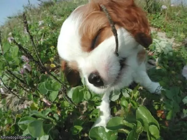 Chew Toy