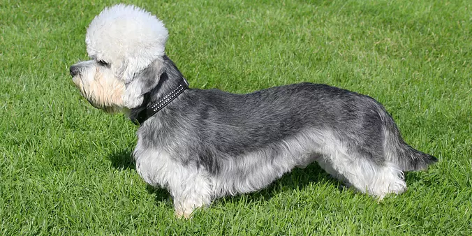 gray and white Dandie Dinmo...