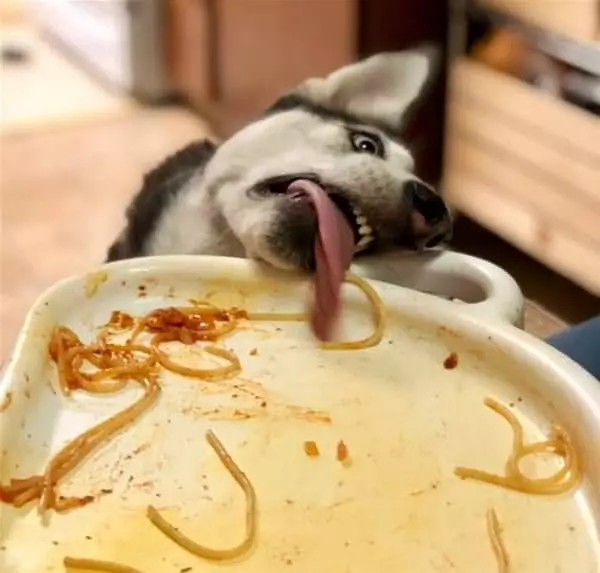 Every Last Bite