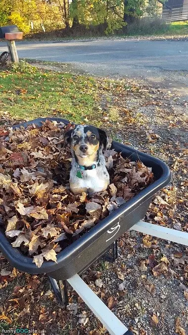 Playing In The Fall Time