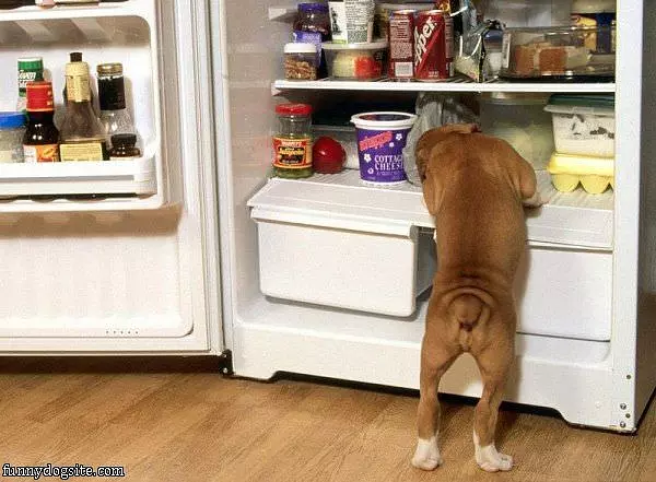 Fixing A Snack