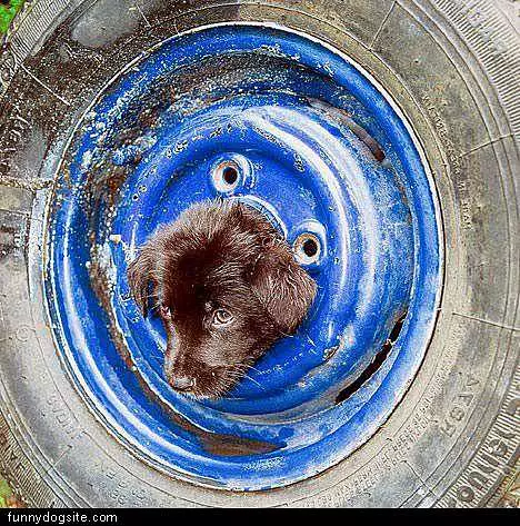 Tire Dog