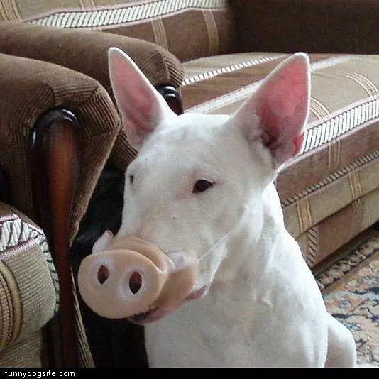 Dog Pig