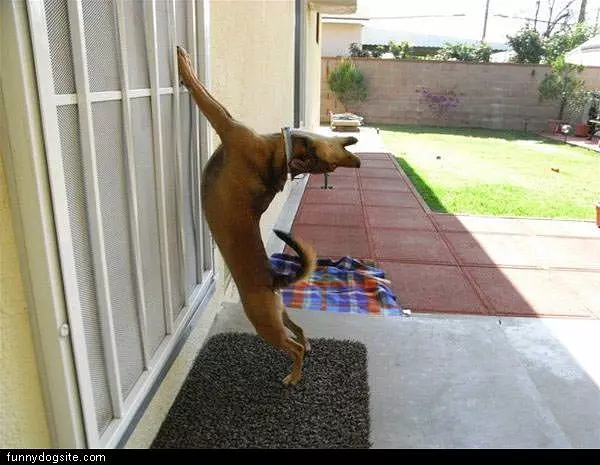 Dog Howling