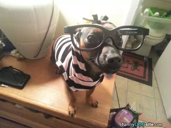 Hipster Dog