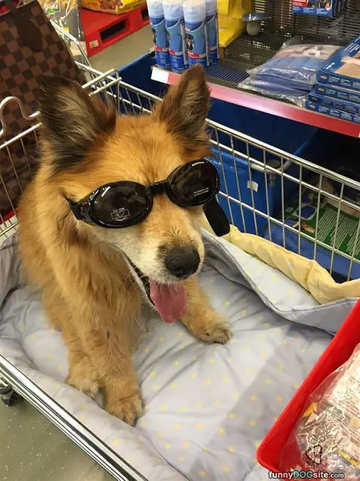 Getting Some New Shades