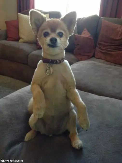 I Want That Snack