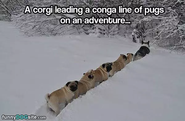 A Winter Conga Line