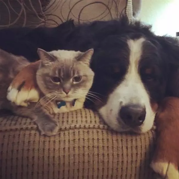 Protecting My Buddy