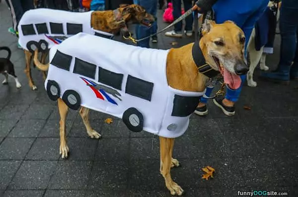 Greyhoud Dogs