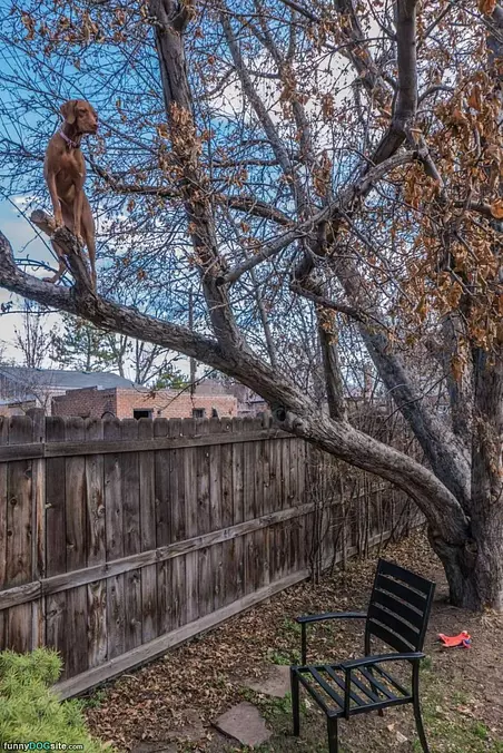 What Kind Of Bird Is This