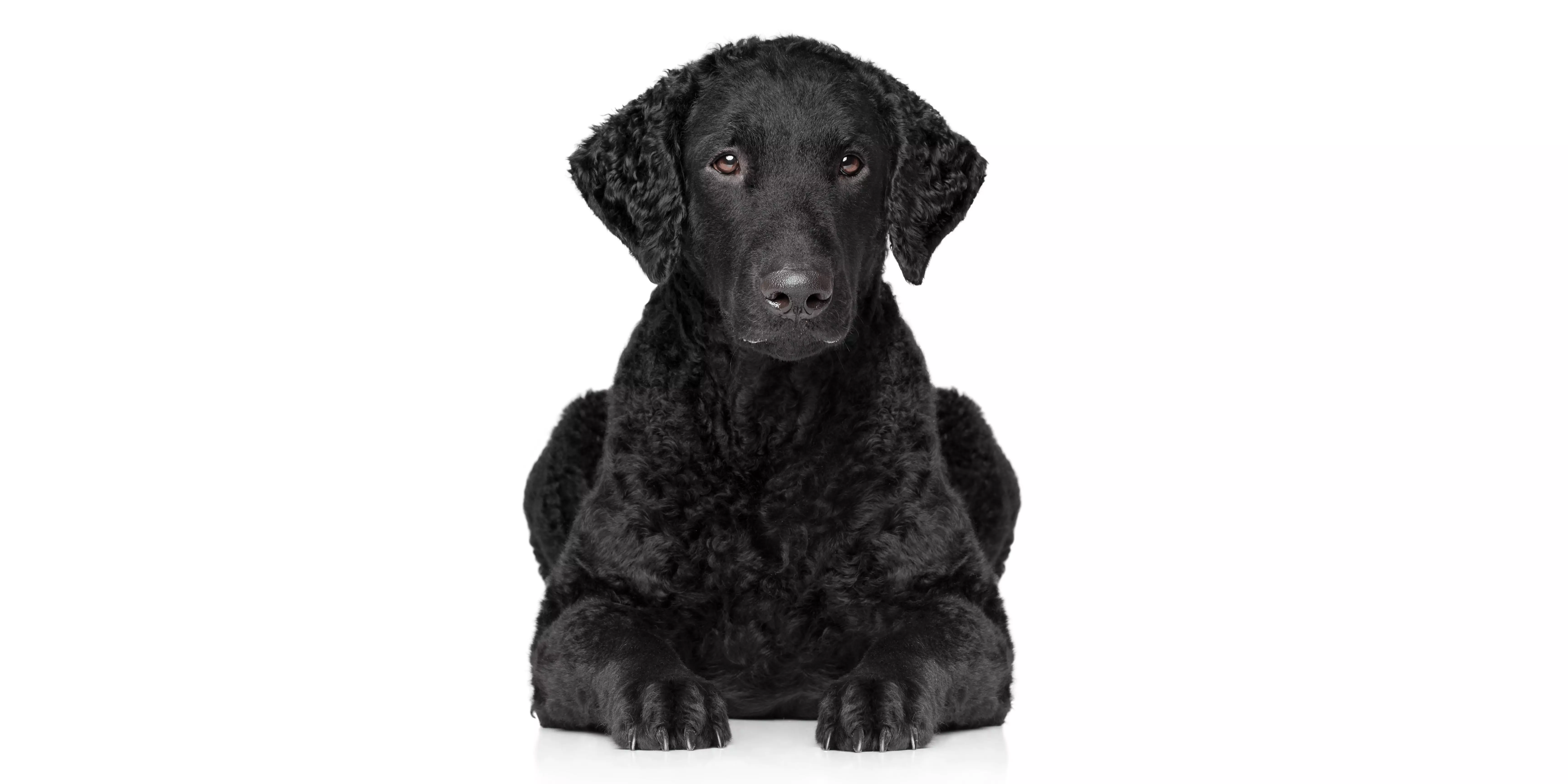 Curly-Coated Retriever