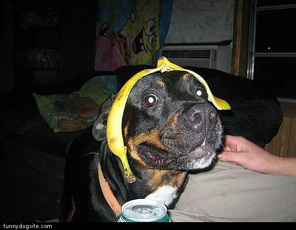 Banana Dog