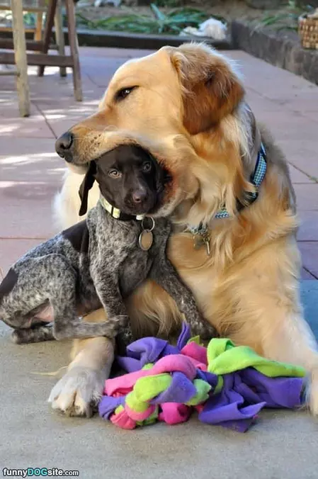 Bite Sized