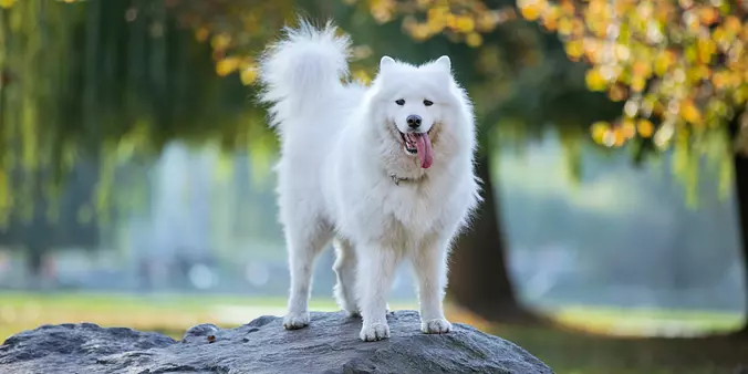 Samoyed
