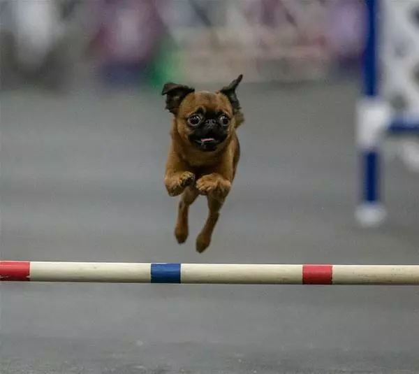 Jumper