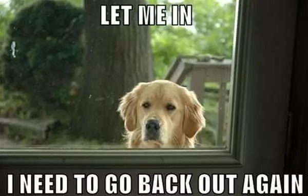Let Me Back In
