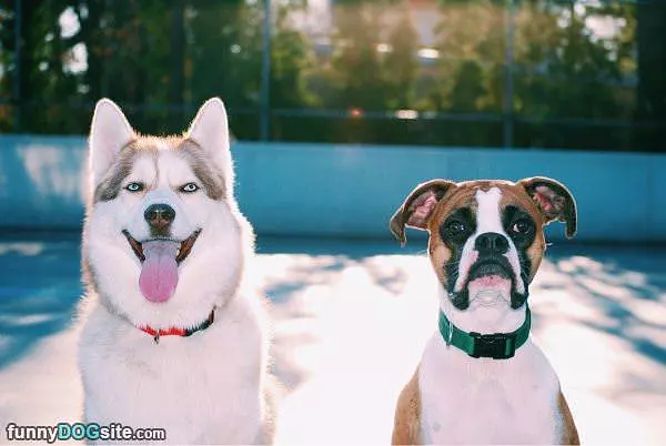 Cute Dogs