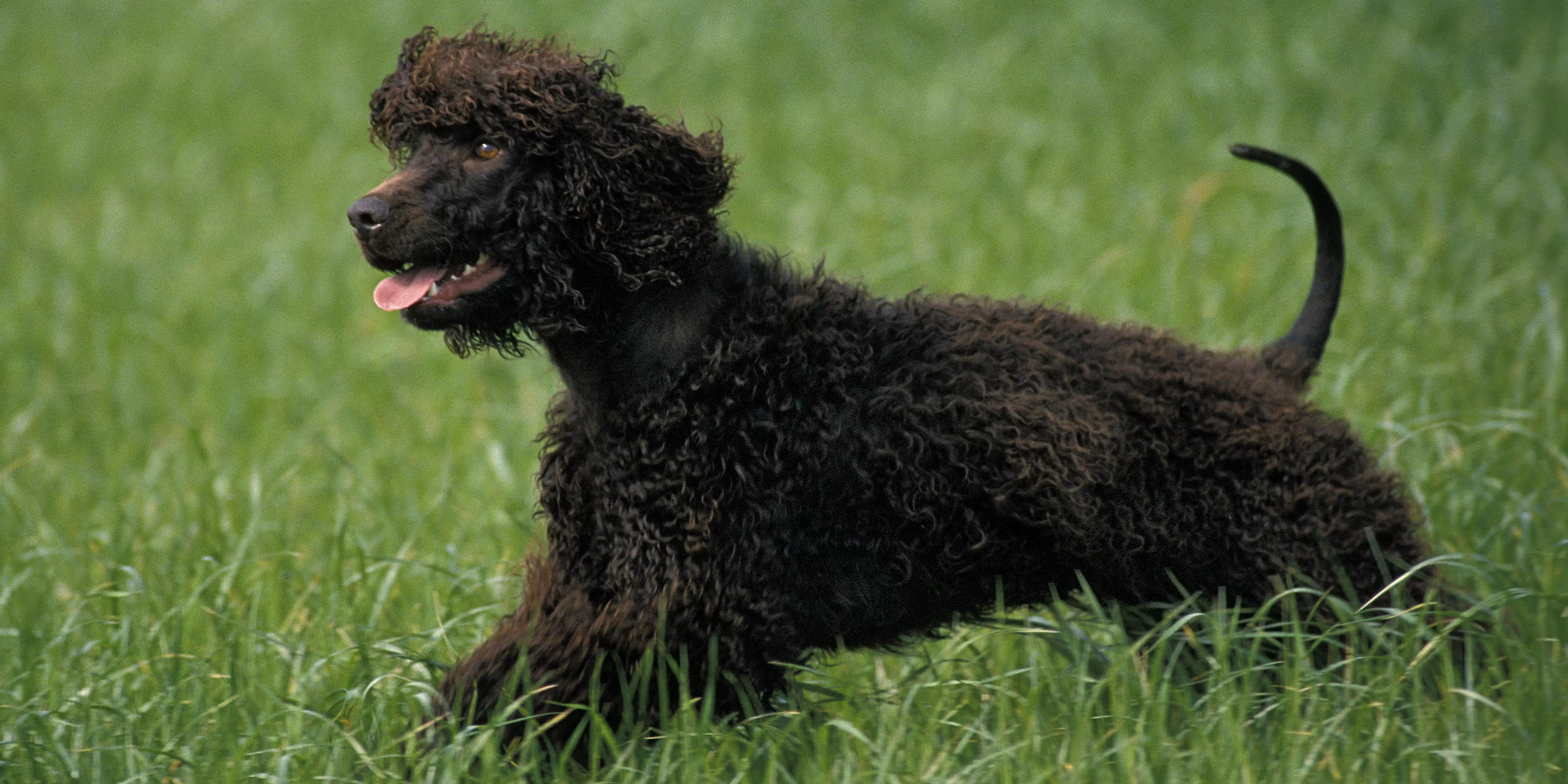 Irish Water Spaniel