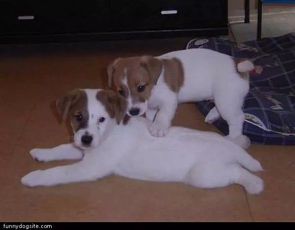 Massage Dog