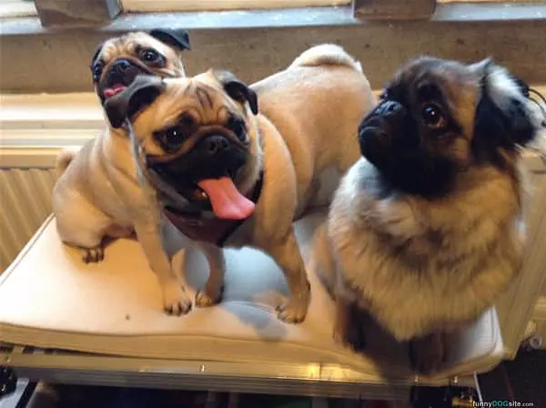 Look At My Tongue