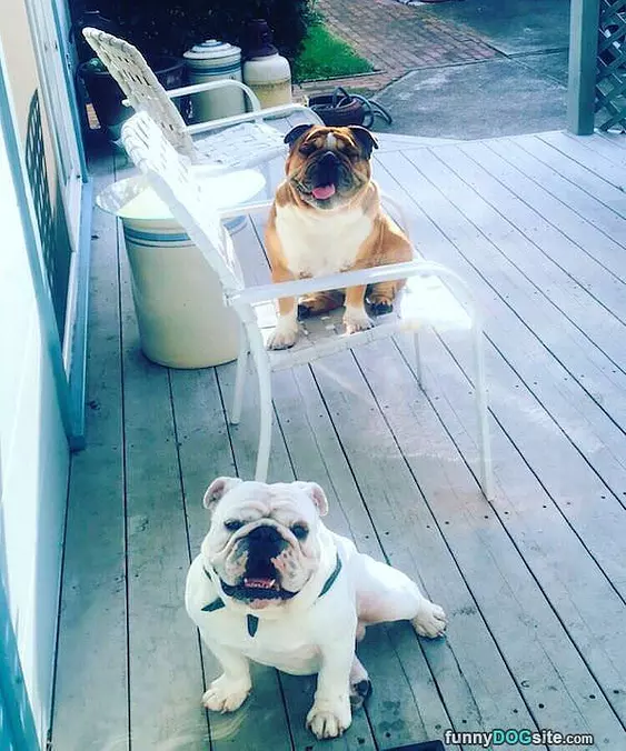 Chairs Are Fun
