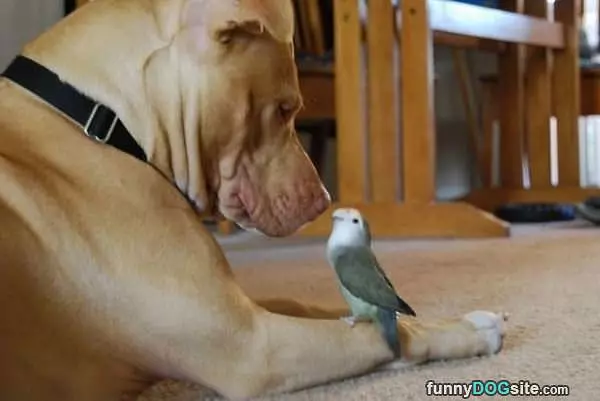 Hello Birdy