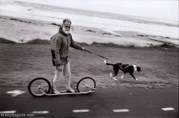 Dog Walking