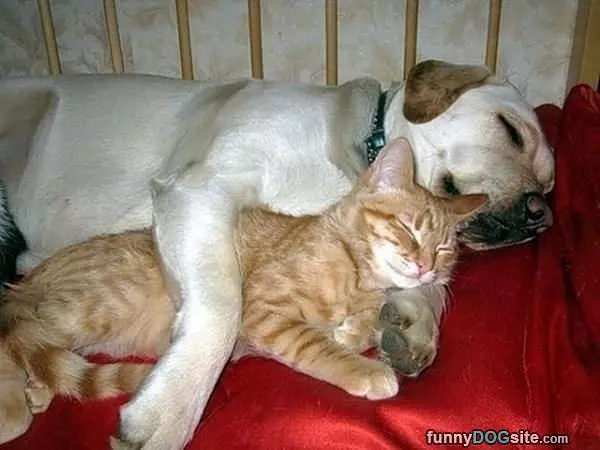 This Is A Warm Blanket