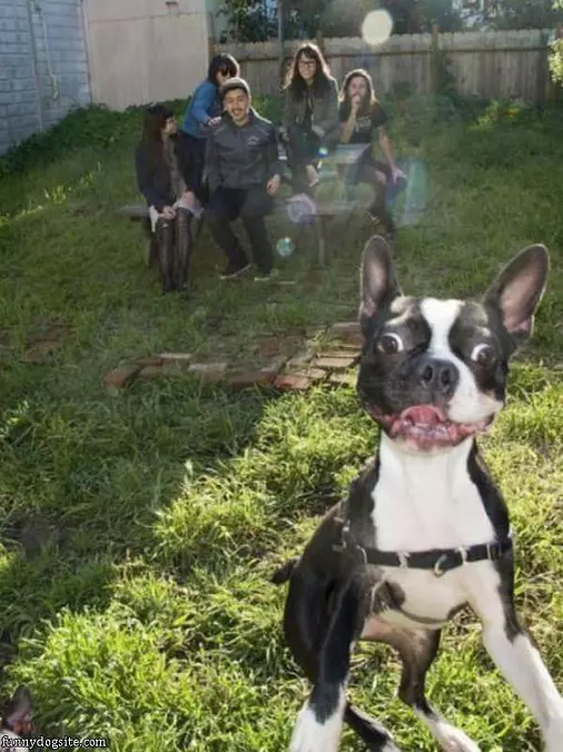 That Is A Happy Dog Face