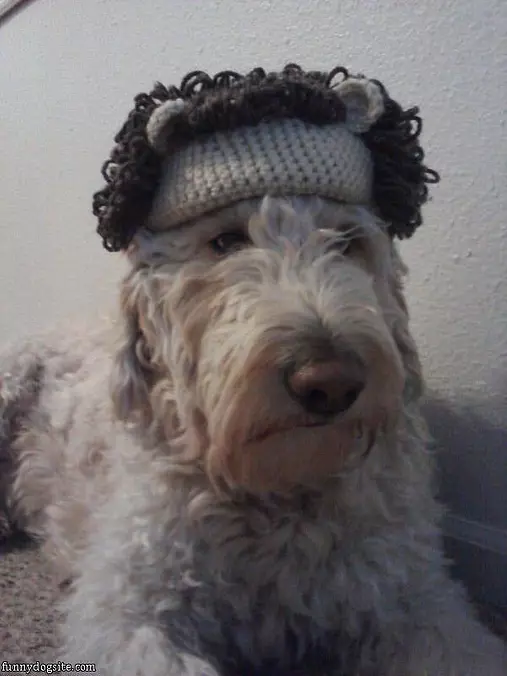 Hank The Lion