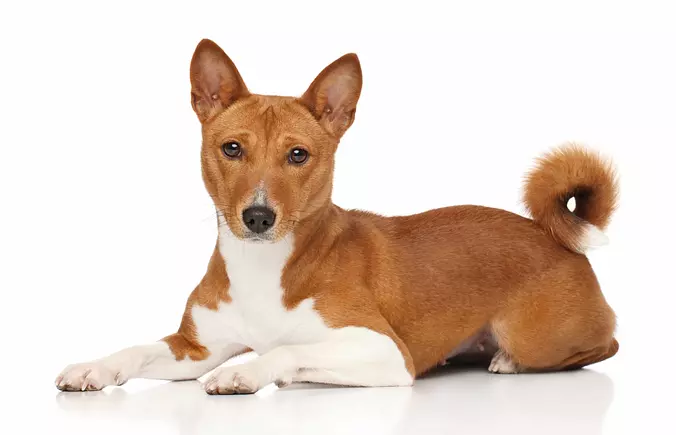 relaxed basenji