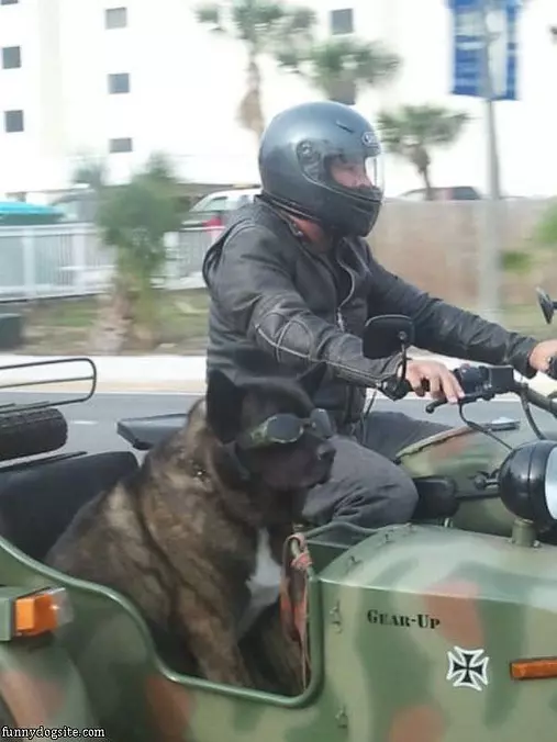 Biker Dog
