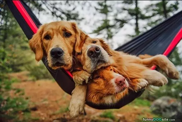 Surfing Dog