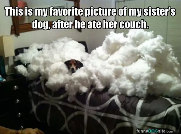 Ate The Couch