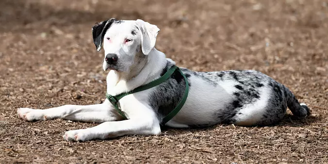 American Leopard Hound