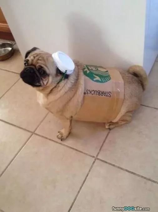 Star Pugs