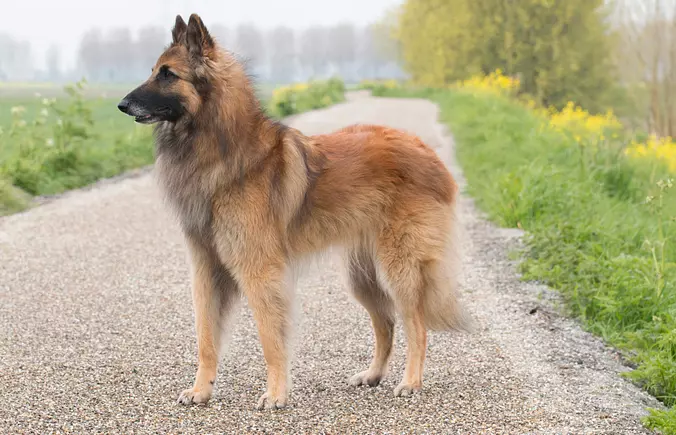Brown Belgian Tervuren