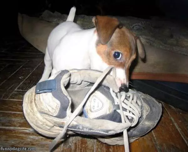 I Found Your Shoe