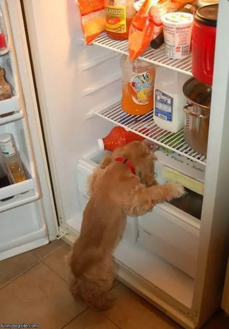 Dog Wants That