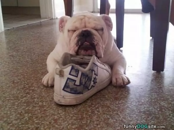 This Shoe Stinks