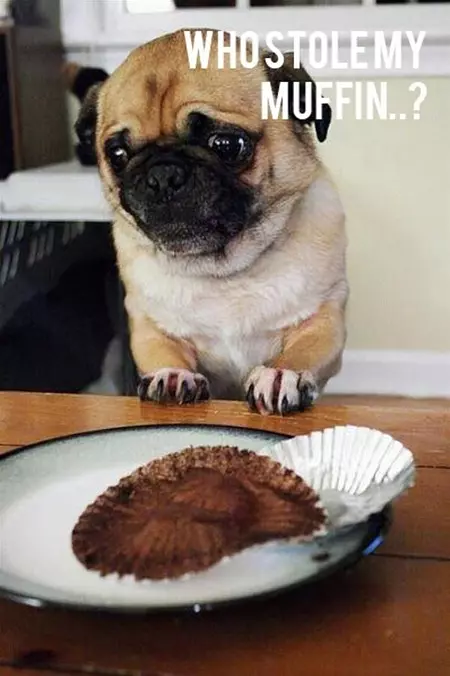 Who-stole-my-muffin