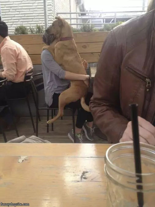 I Am A Lap Dog