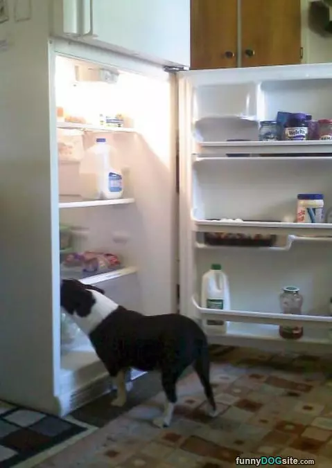 Gus Getting A Snack