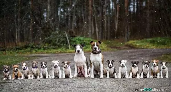 The Whole Family
