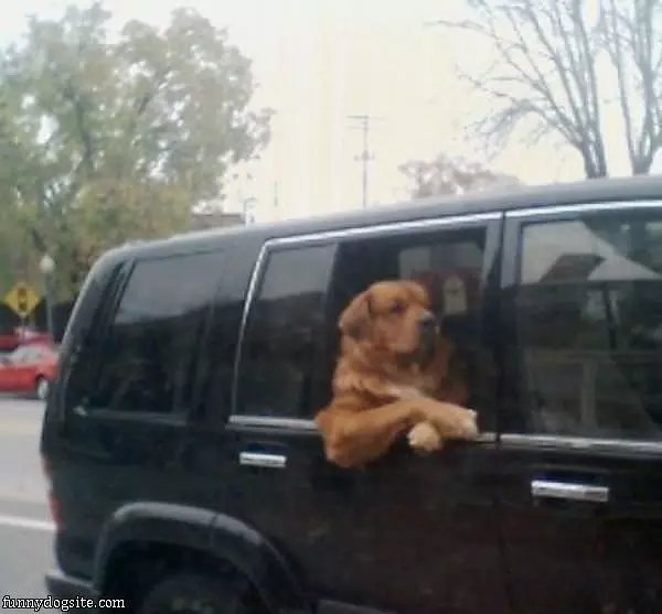 Cool Dog