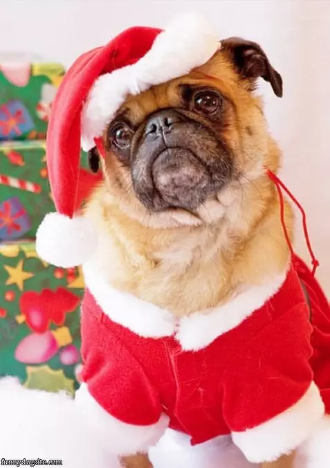 Santa Pug