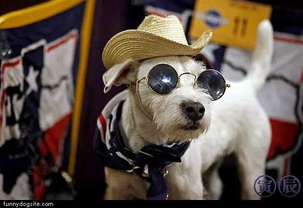 Cool Dog