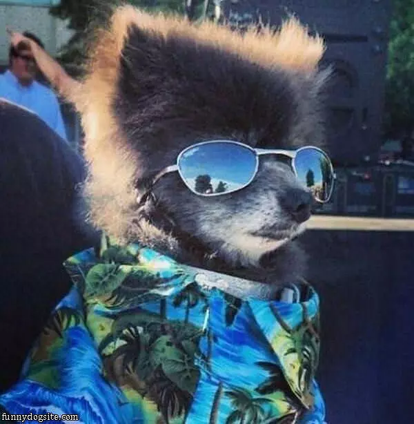 That Is A Coooool Dog
