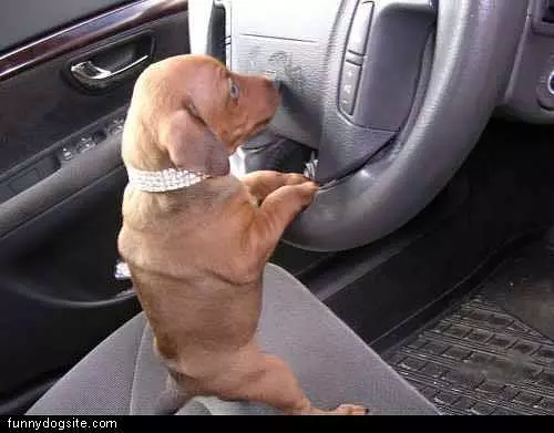 Dog Driving